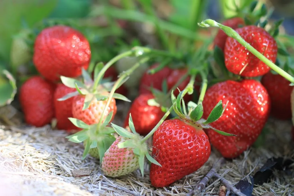 Image de fraise Cléry